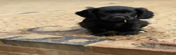 Cocker Spaniel dogs for sale: 6 well bred Cocker Spaniel puppies  - Advert 4