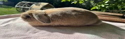 Mini Lop rabbits for sale: Mini lop adult doe for sale  - Advert 9