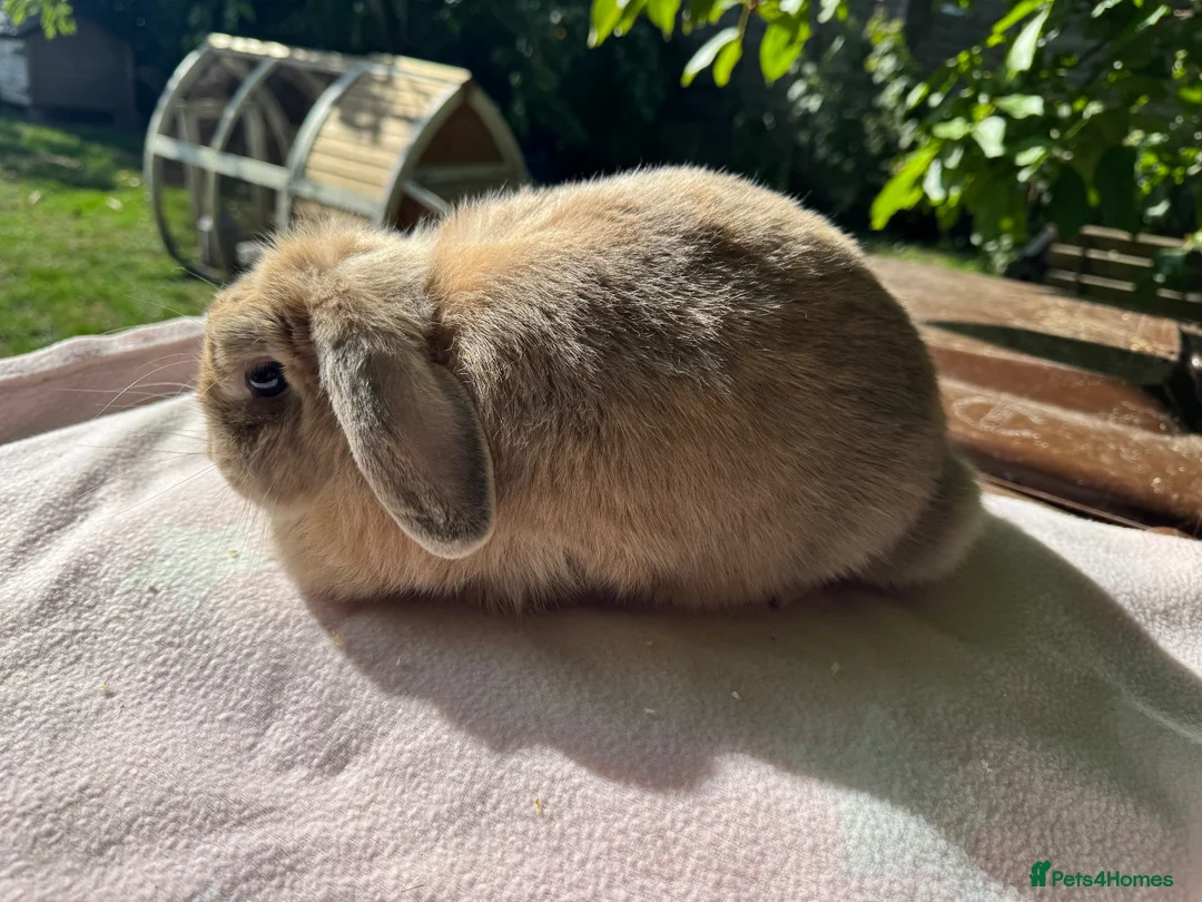 Mini Lop rabbits for sale: Mini lop adult doe for sale  - Advert 9