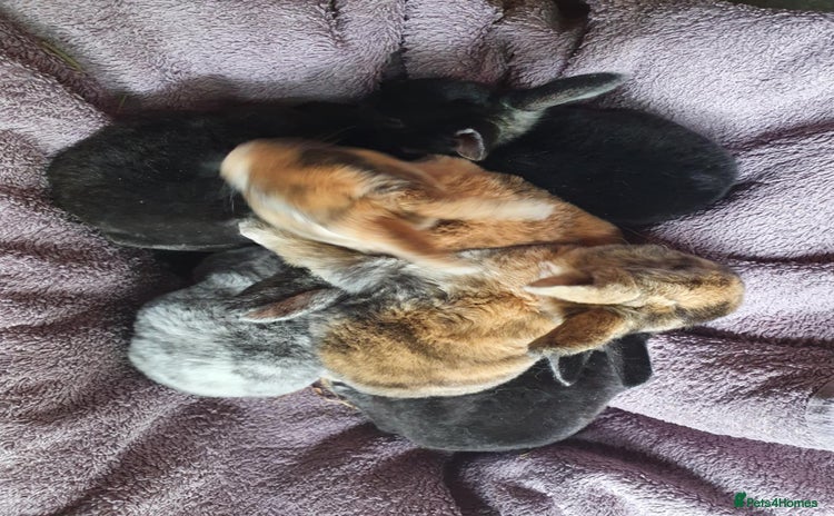 Rex rabbits - Advert 3