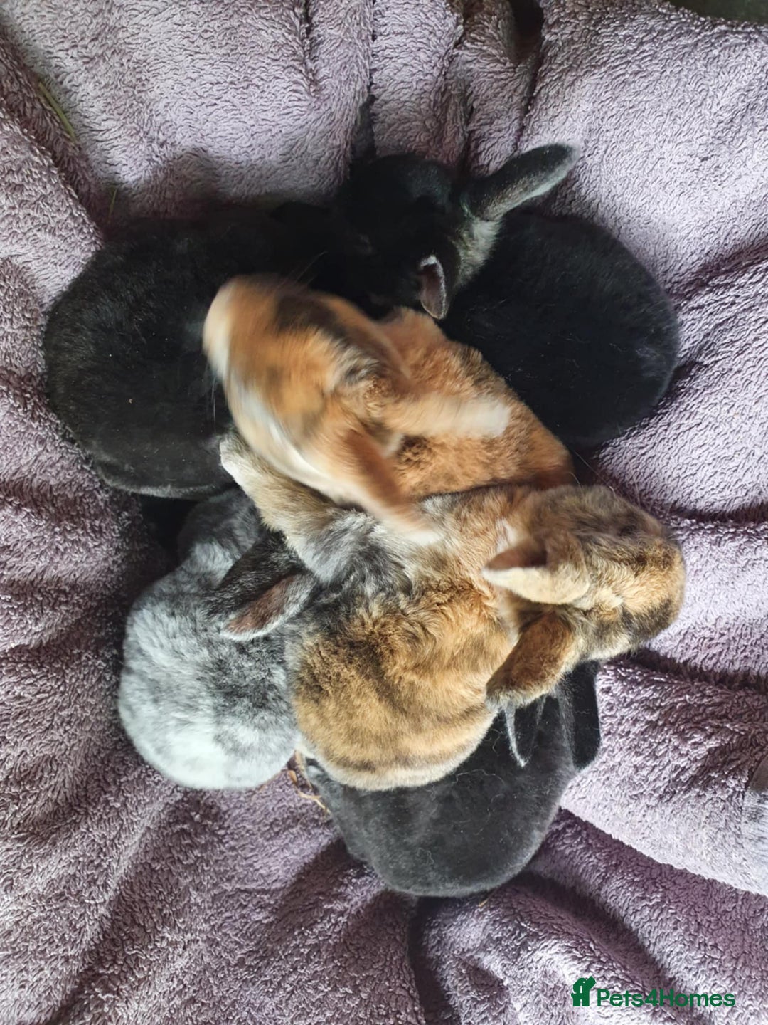 Rex rabbits for sale: Pure Rex Rabbits  - Image 1