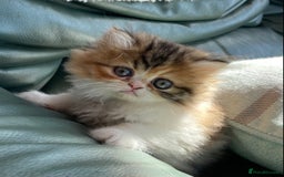 Persian cats for sale: Fluffy Persian Exotic kittens - Image 15