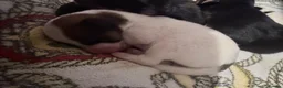 Mixed Breed dogs for sale: Beautiful Jack russels  - Advert 7