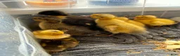 Ducks poultry for sale: Muscovy and silver appleyard ducklings pairs LN4 - Advert 4