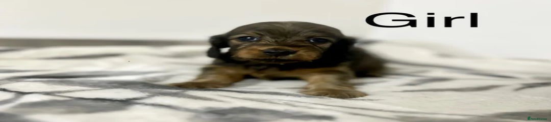 Miniature Dachshund Puppy 4