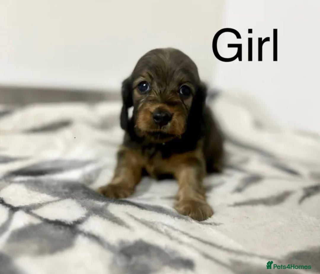 Miniature Dachshund dogs for sale: Miniature longhair dachshunds health test parents  - Image 15