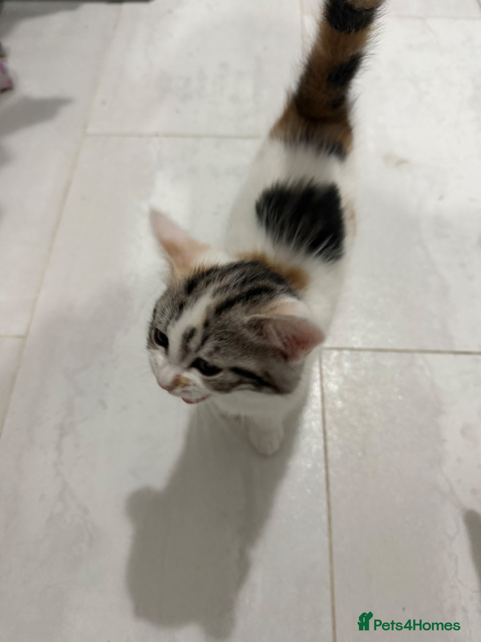Mixed Breed cats Kitten for sale - Advert 1