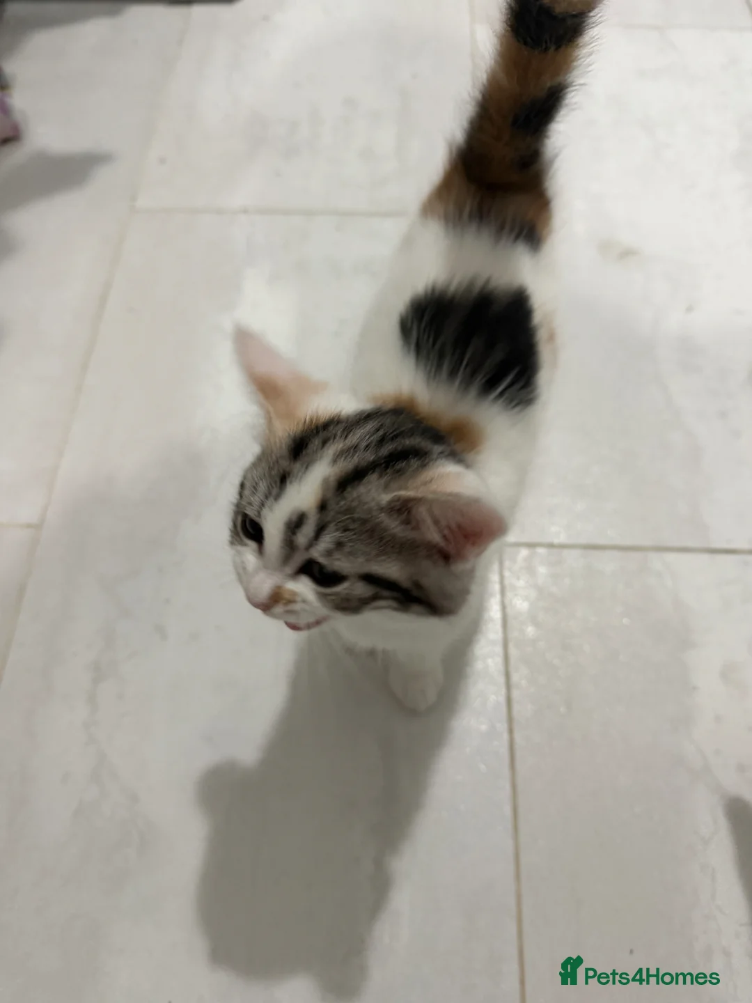 Mixed Breed cats for sale: Kitten for sale in London - Advert 1