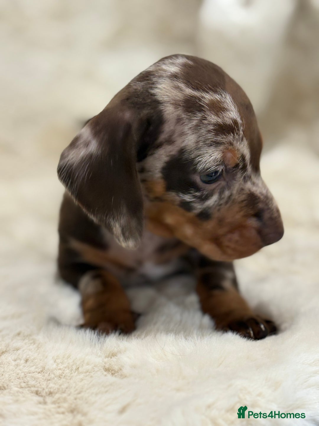 Miniature Dachshund dogs for sale: Stunning mini smooth dachshund pups  - Image 16