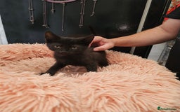 Mixed Breed cats for sale: KITTENS READY TO LEAVE NOW ONLY  1 BLACK GIRL LEFT - Image 7