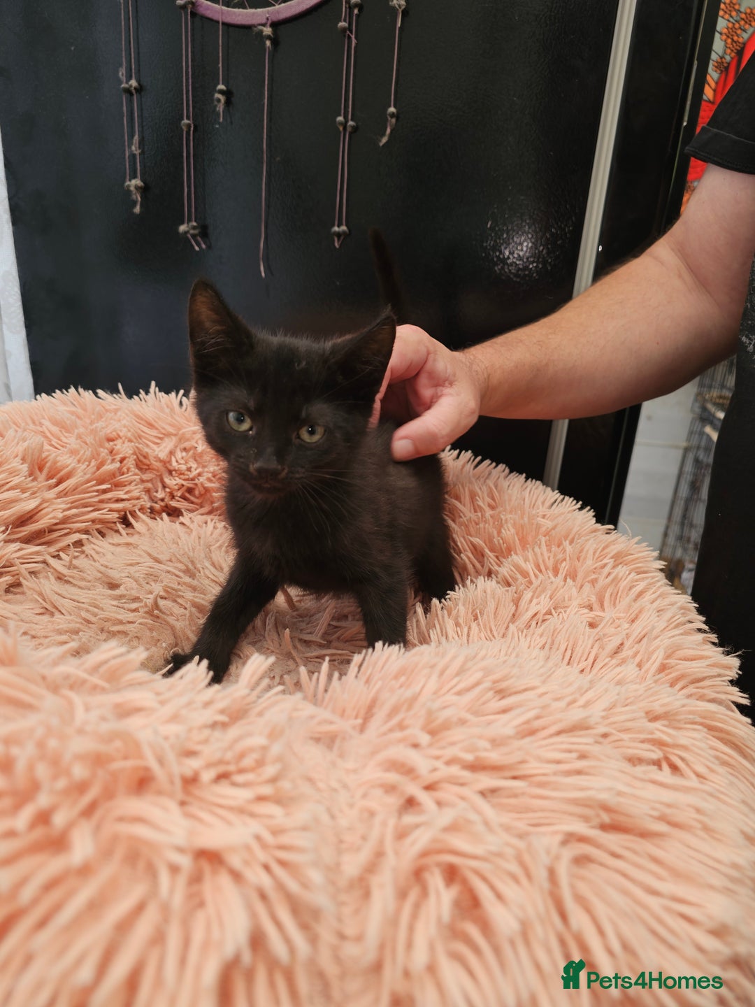 Mixed Breed cats for sale: KITTENS READY TO LEAVE NOW ONLY  1 BLACK GIRL LEFT - Image 7
