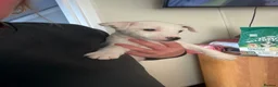 Jack Russell dogs for sale: Male Jack Russell puppy ready now  - Advert 3