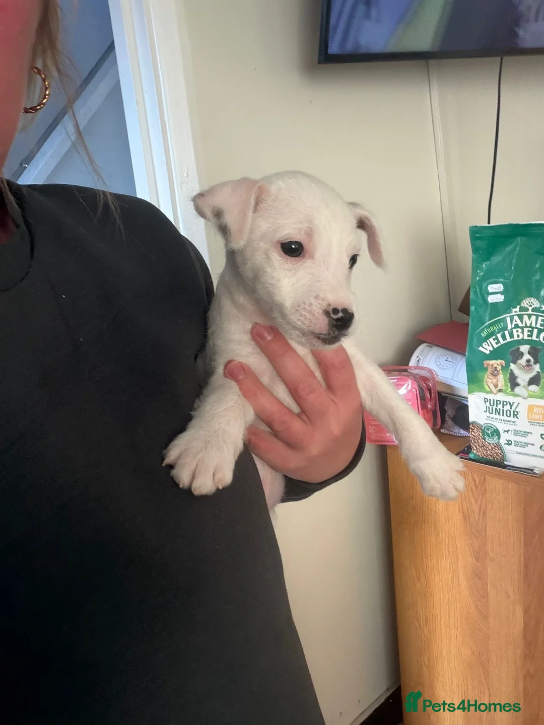 Jack Russell dogs for sale: Male Jack Russell puppy ready now  - Advert 3