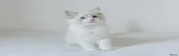 Ragdoll cats for sale: Seal Lynx Bicolour Ragdoll female ready now 💕 - Advert 13