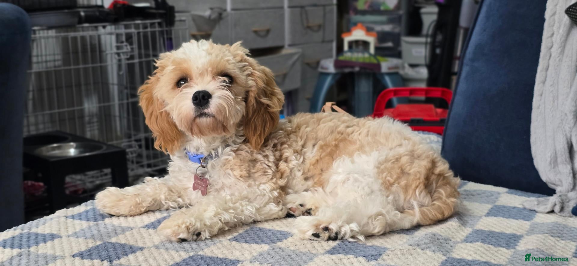 Cavachon dogs for sale: Cavachon dog for sale - Advert 9