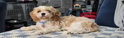 Cavachon dogs for sale: Cavachon dog for sale - Advert 1
