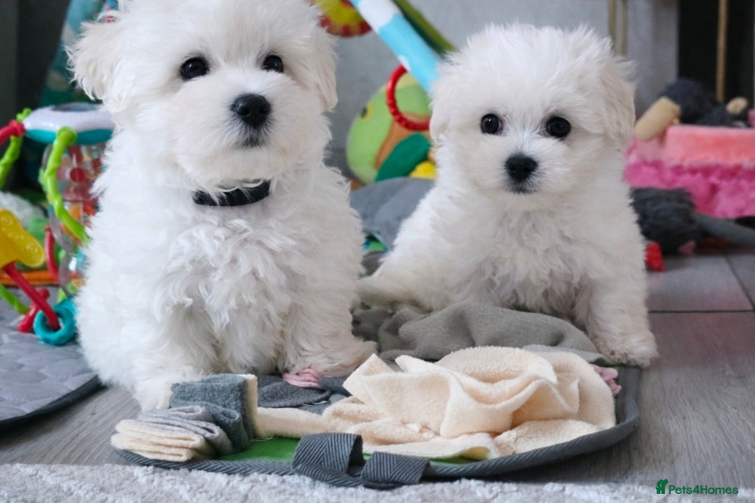 Maltese dogs Adorable Tiny Maltese Puppies- ready now  - Advert 6