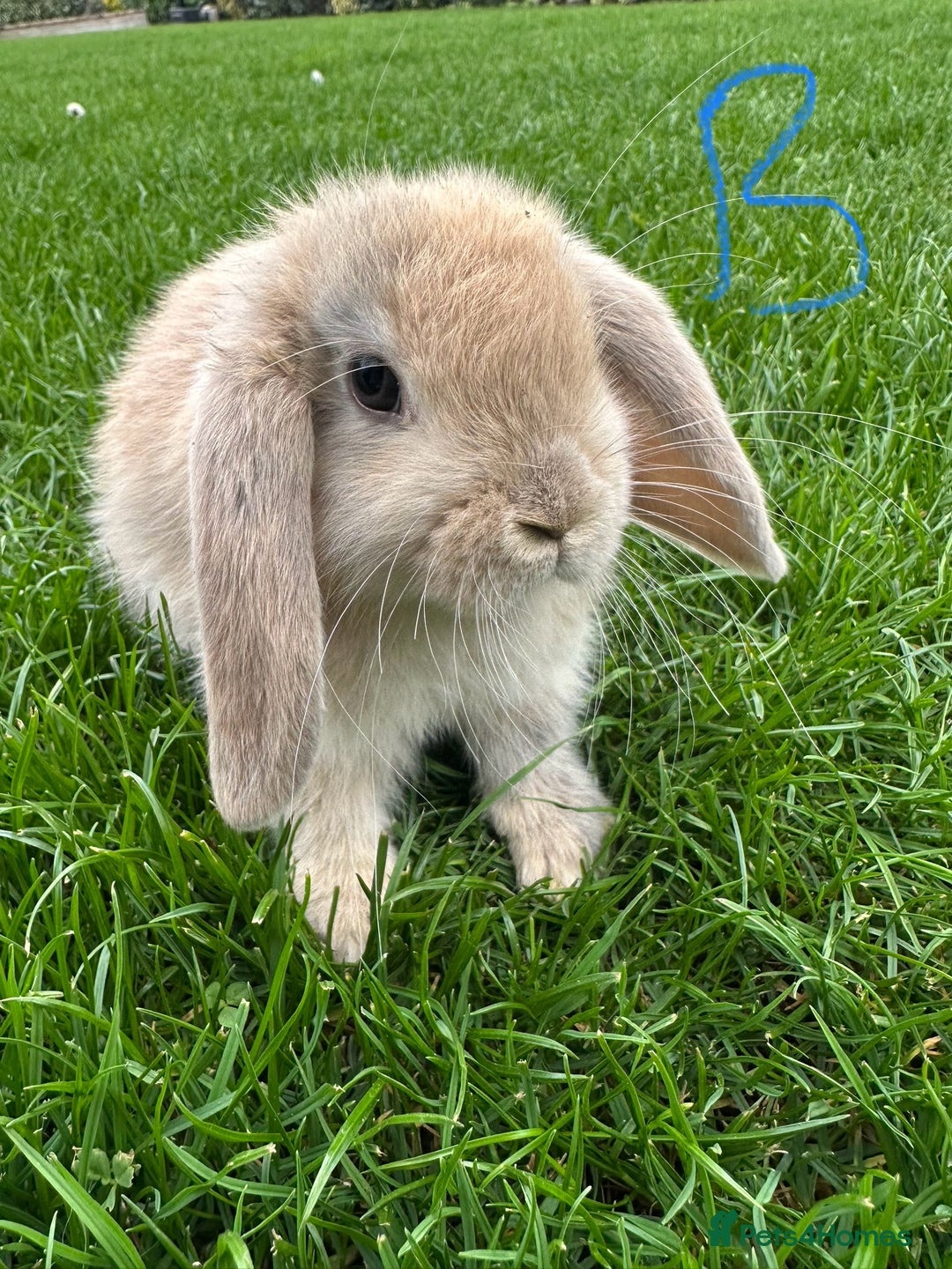 Mini Lop rabbits for sale: Mini Lop Rabbits For Sale  - Image 18