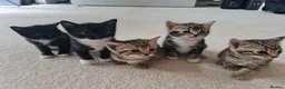 Mixed Breed cats for sale: 5 Heart-Melting Baby Kittens Ready for Love! - Advert 17