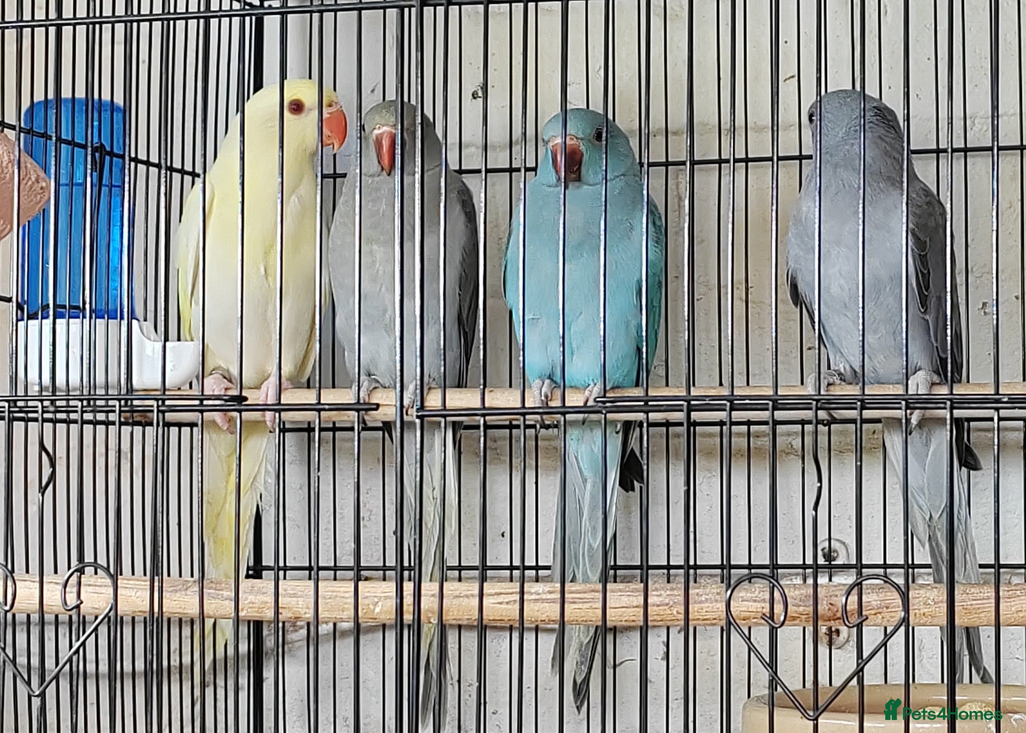 Ringnecks birds for sale: Beautiful Indian Ringneck babies available  - Advert 1