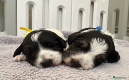 Bordoodle dogs for sale: Bordoodle Pups - Image 1