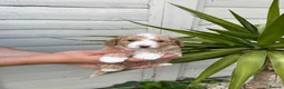 Poochon dogs for sale: DNA health tested Poochon Puppies 🐶  - Advert 4