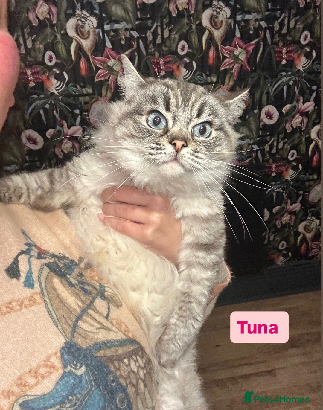 Ragdoll cats for sale: 3x Queens- breeder retiring  - Advert 3