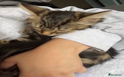 British Longhair cats for sale: British Longhair Ragdoll - Image 1