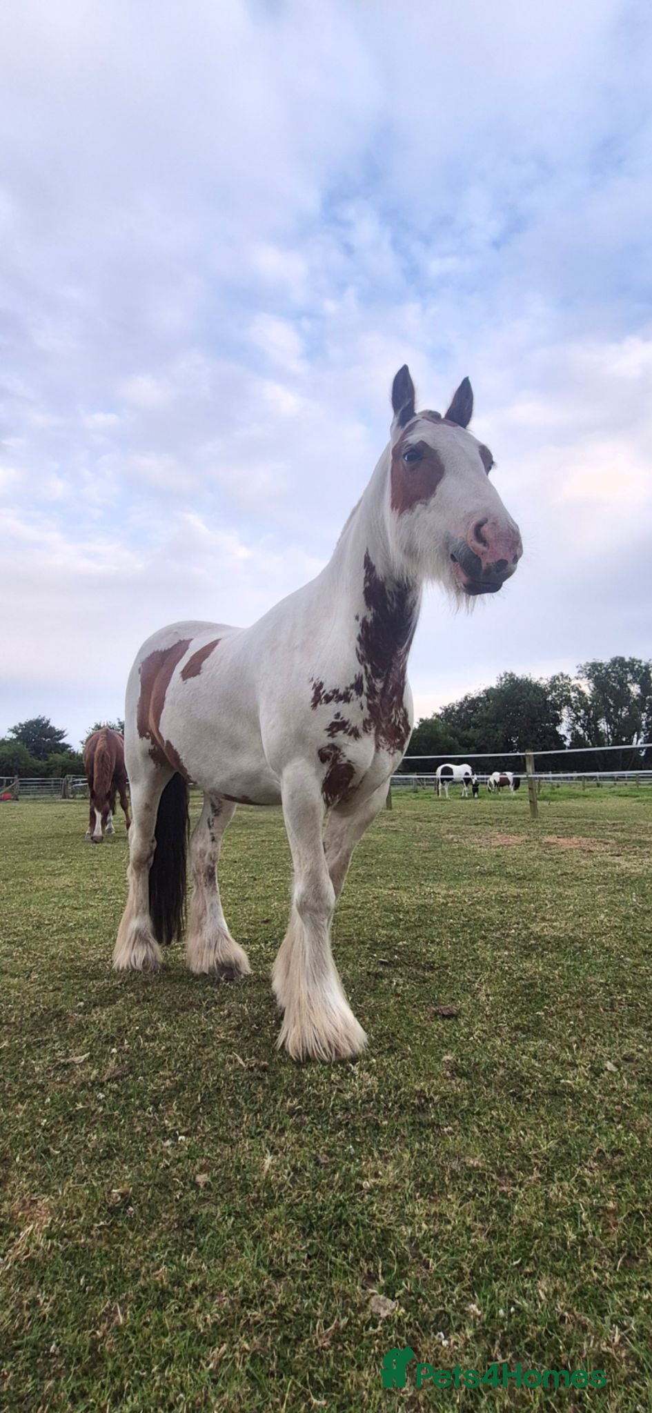 Irish Cob horses 13'3/ 14h Skewbalds 6 yr gelding for sale - Advert 1