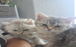 British Shorthair cats for sale: Gorgeous kitten - Image 2