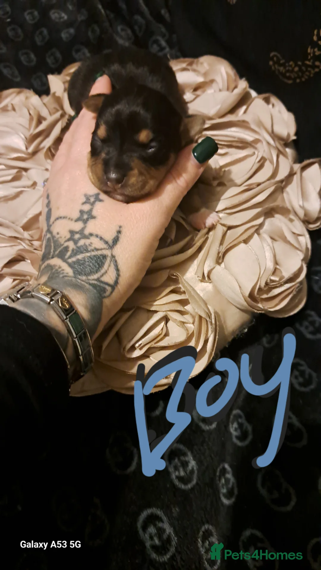 Mixed Breed dogs for sale: Jackrussell x chihuahua  - Advert 6