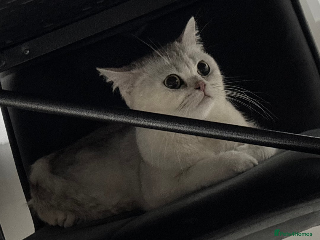 British Shorthair cats for sale: Female British shorthair - Image 4