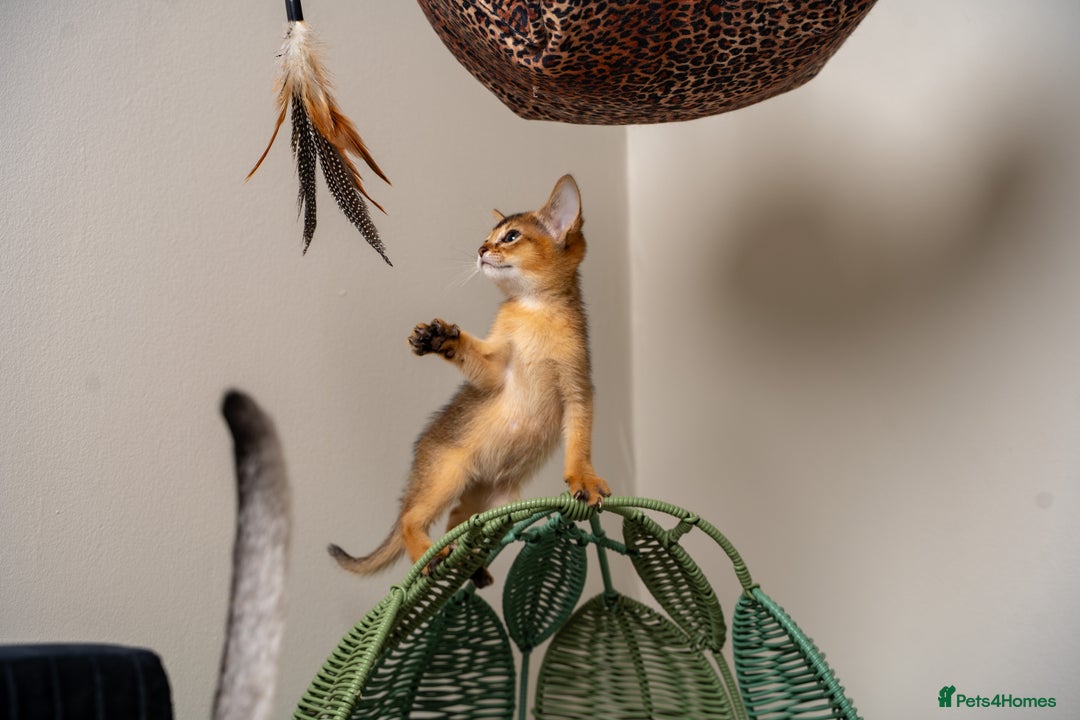 Abyssinian cats for sale: 6 Amazing Abyssinians, Extra Lovlely Personality - Advert 19