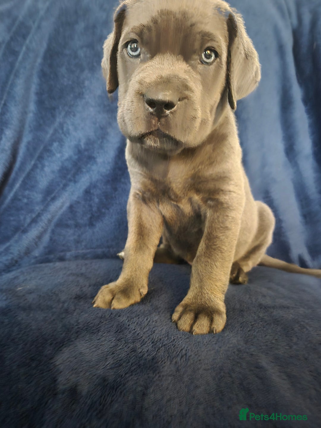 Cane Corso dogs for sale: Beautiful Blue Cane Corso Puppies - Image 3
