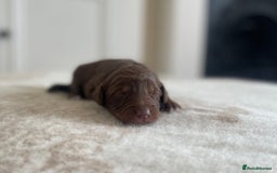 Bordoodle dogs for sale: OUTSTANDING *TRI COLOUR* MINIATURE BORDOODLES - Image 40