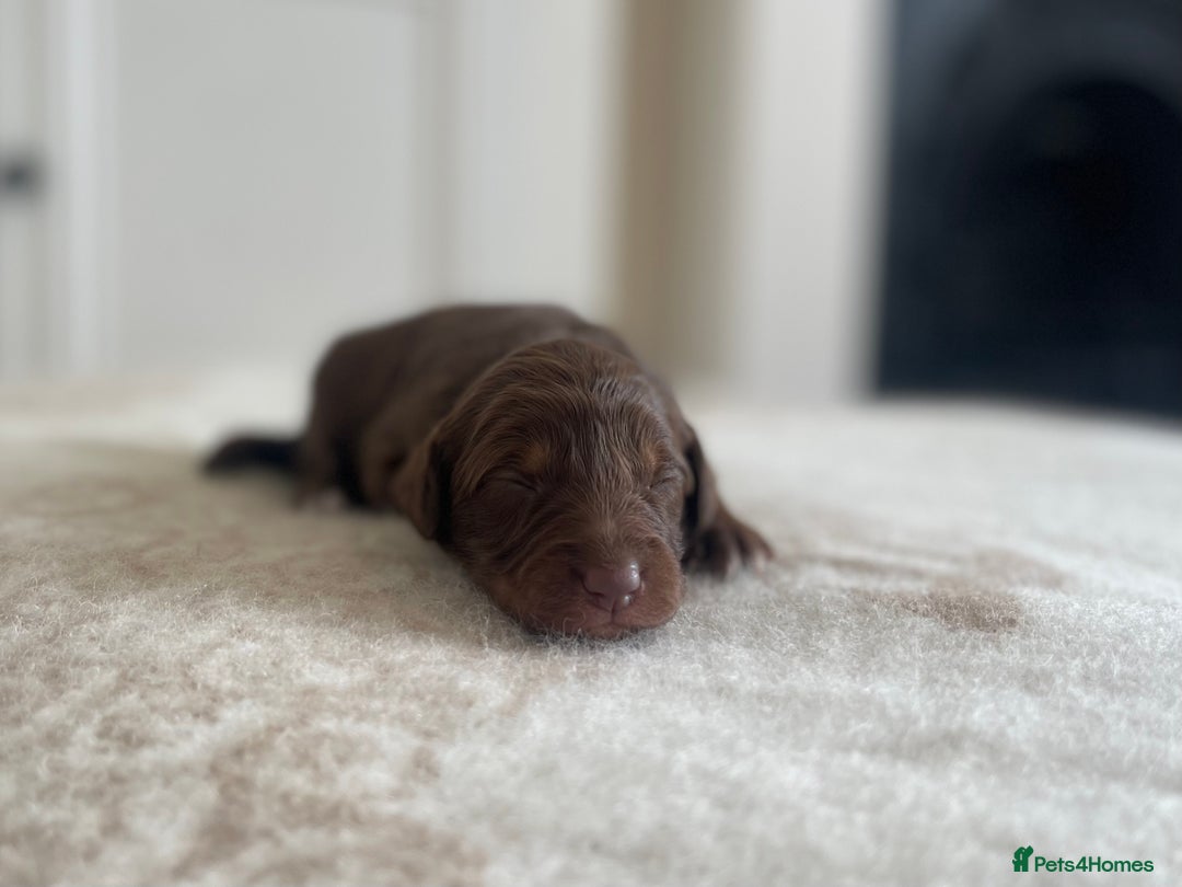 Bordoodle dogs for sale: OUTSTANDING *TRI COLOUR* MINIATURE BORDOODLES - Image 40