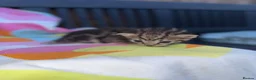 Domestic Shorthair cats for sale: Beautiful kittens  - Advert 6
