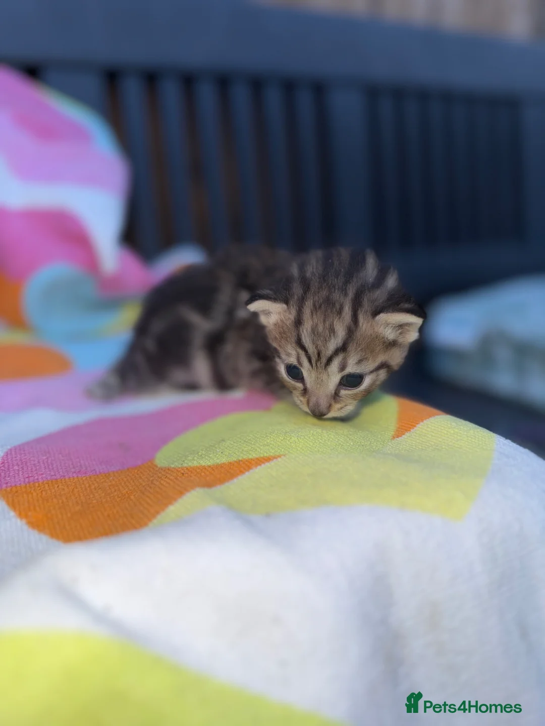Domestic Shorthair cats for sale: Beautiful kittens  - Advert 20