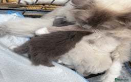 Ragdoll cats for sale: Beautiful Ragdoll kittens  - Image 7
