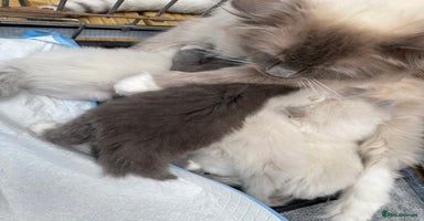 Ragdoll cats - Advert 3