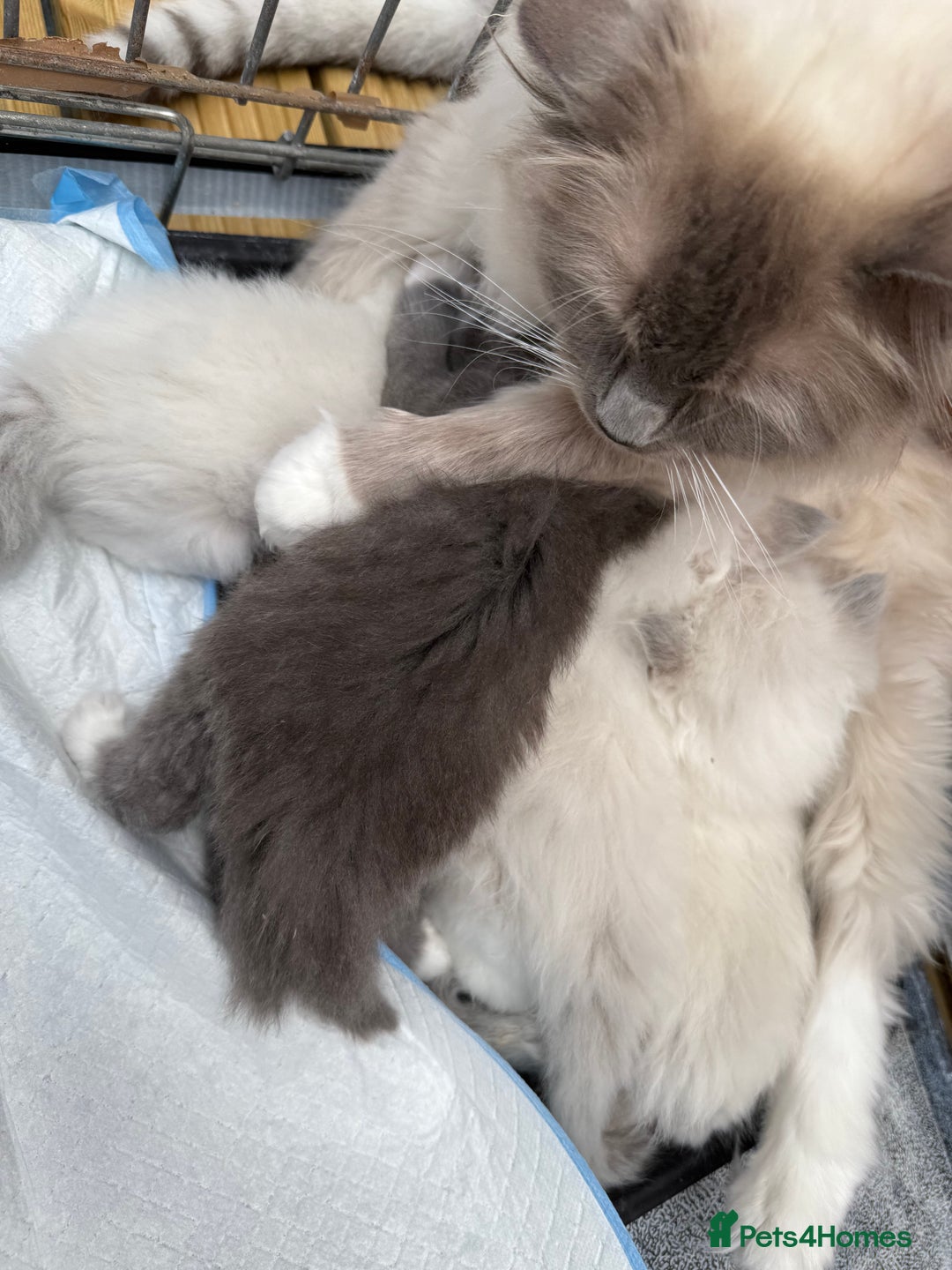 Ragdoll cats for sale: Beautiful Ragdoll kittens  - Image 7