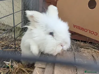 Lionhead rabbits 1 Mature Female Fluffy Lion head bunny for sale - Advert 18