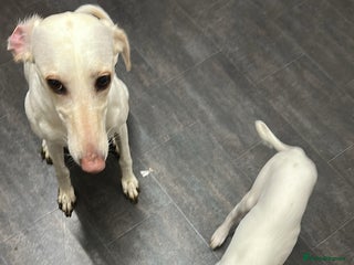 Mixed Breed dogs Saluki x greyhound - Advert 9