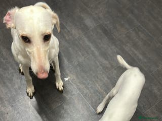 Mixed Breed dogs Saluki x greyhound - Advert 6