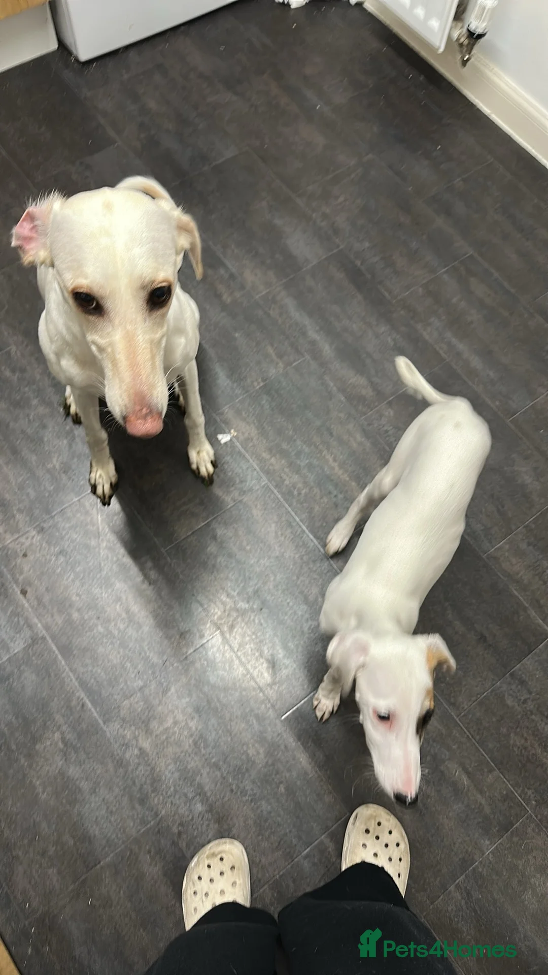 Mixed Breed dogs for sale: Saluki x greyhound  - Advert 1