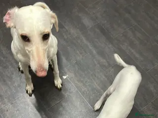 Mixed Breed dogs Saluki x greyhound - Advert 7