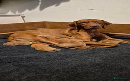 Hungarian Vizsla dogs for sale: Stunning litter KC registered Hungarian Puppy's  - Image 14