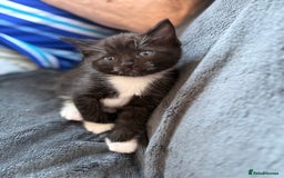 Mixed Breed cats for sale: Ragdoll x READY TO LEAVE NOW - Image 2