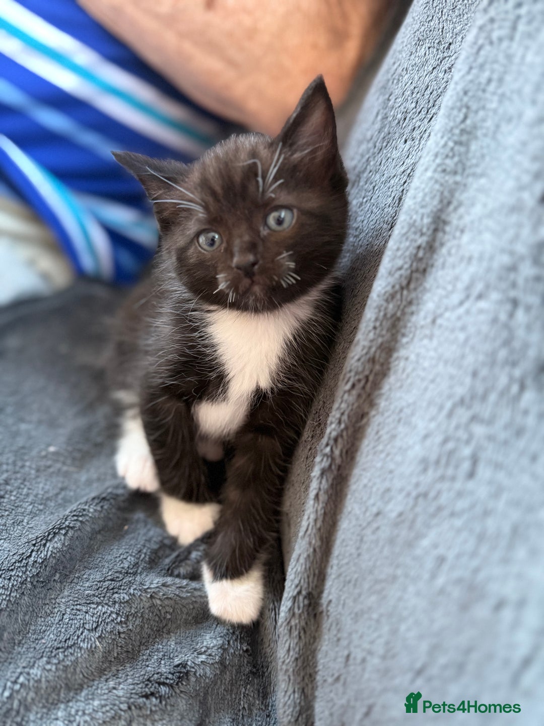Mixed Breed cats for sale: Ragdoll x READY TO LEAVE NOW - Image 2