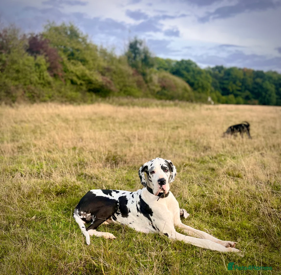 Great Dane dogs for sale: Stunning Great Dane puppies  in Cardiff - Advert 2
